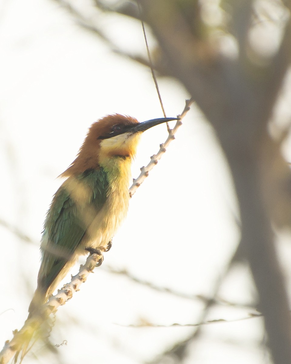 Chestnut-headed Bee-eater - Abhilash Sharma