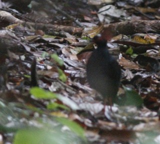 Crested Partridge, ML148435041