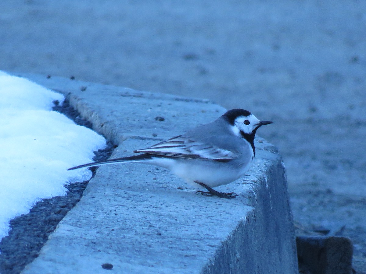 White Wagtail (White-faced) - ML148436271