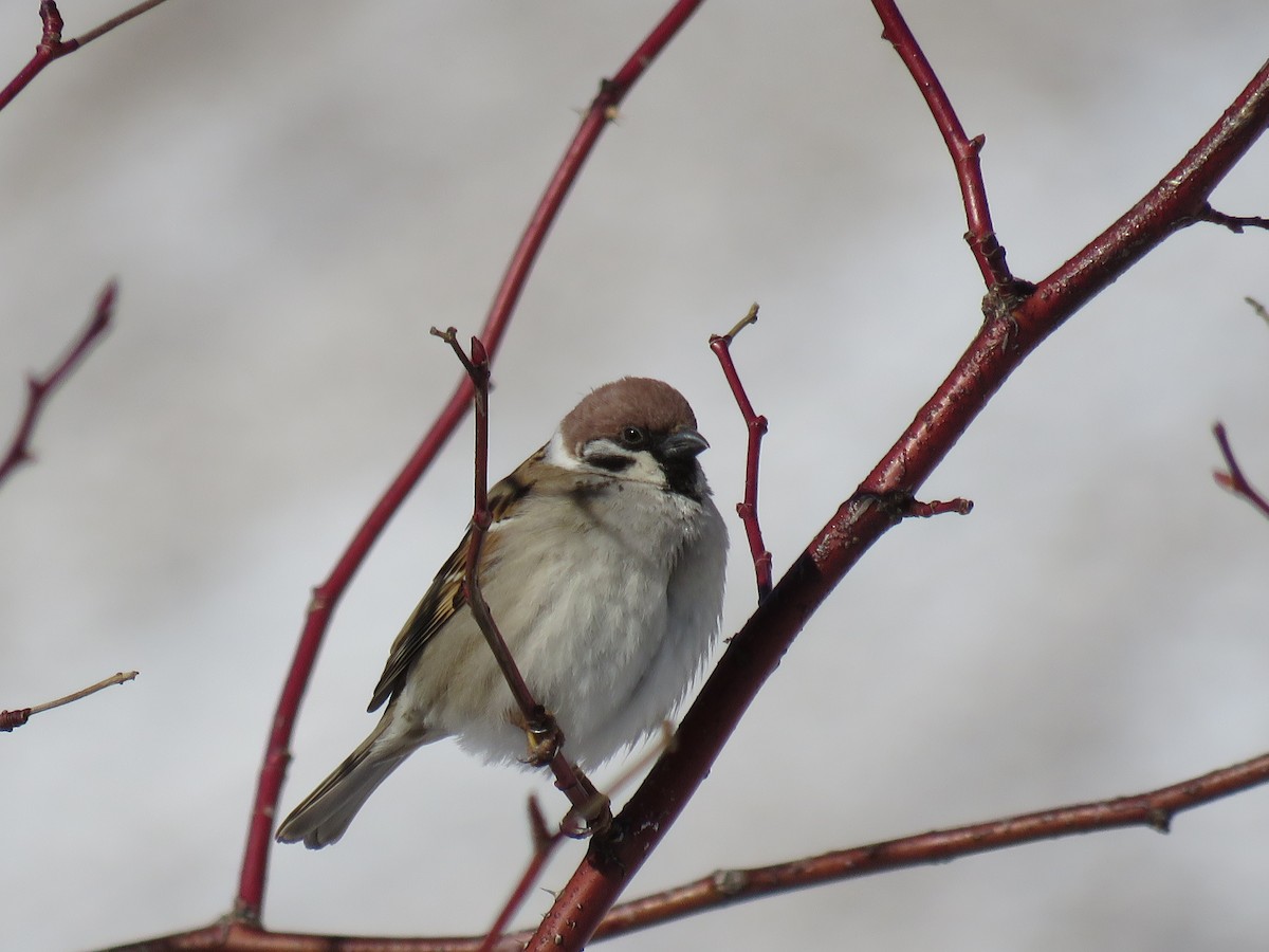 Eurasian Tree Sparrow - Jack Noordhuizen