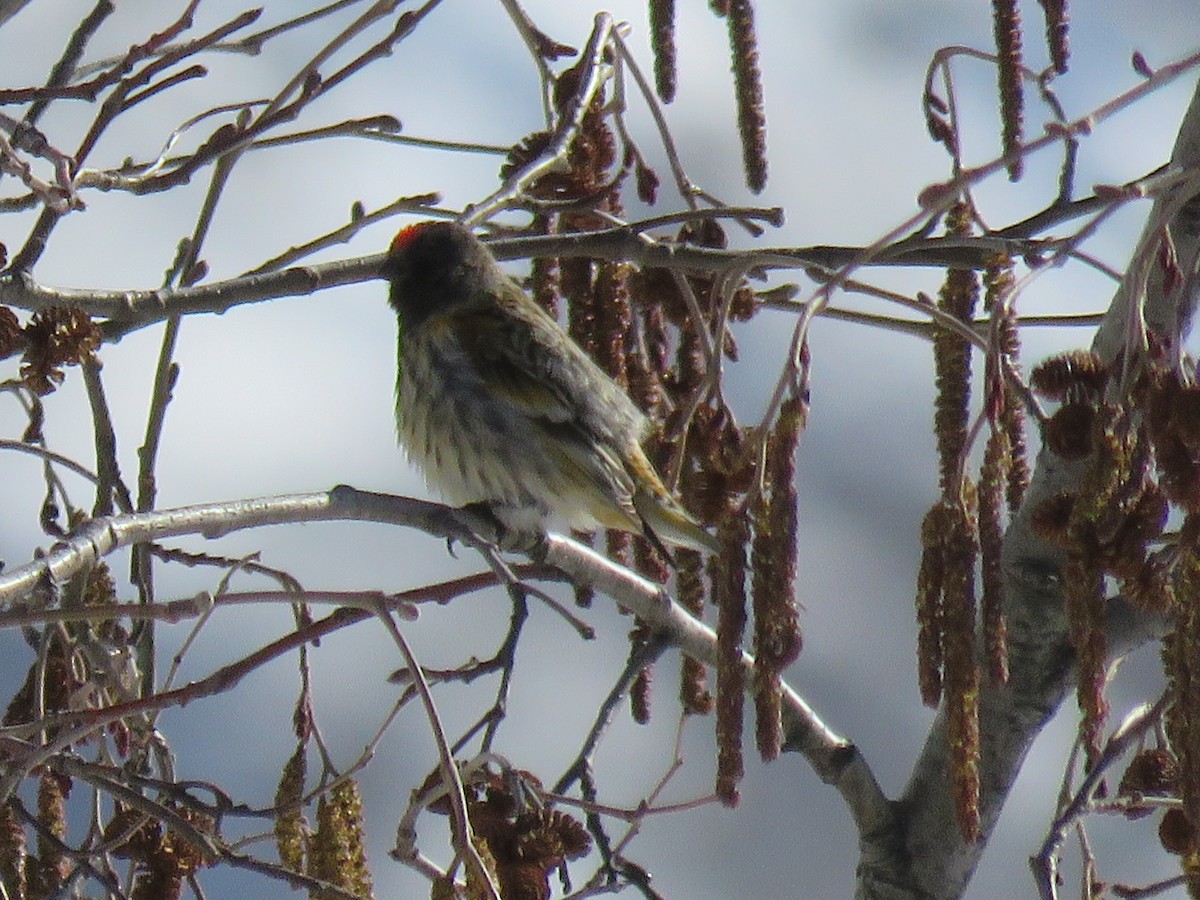 Fire-fronted Serin - ML148436471