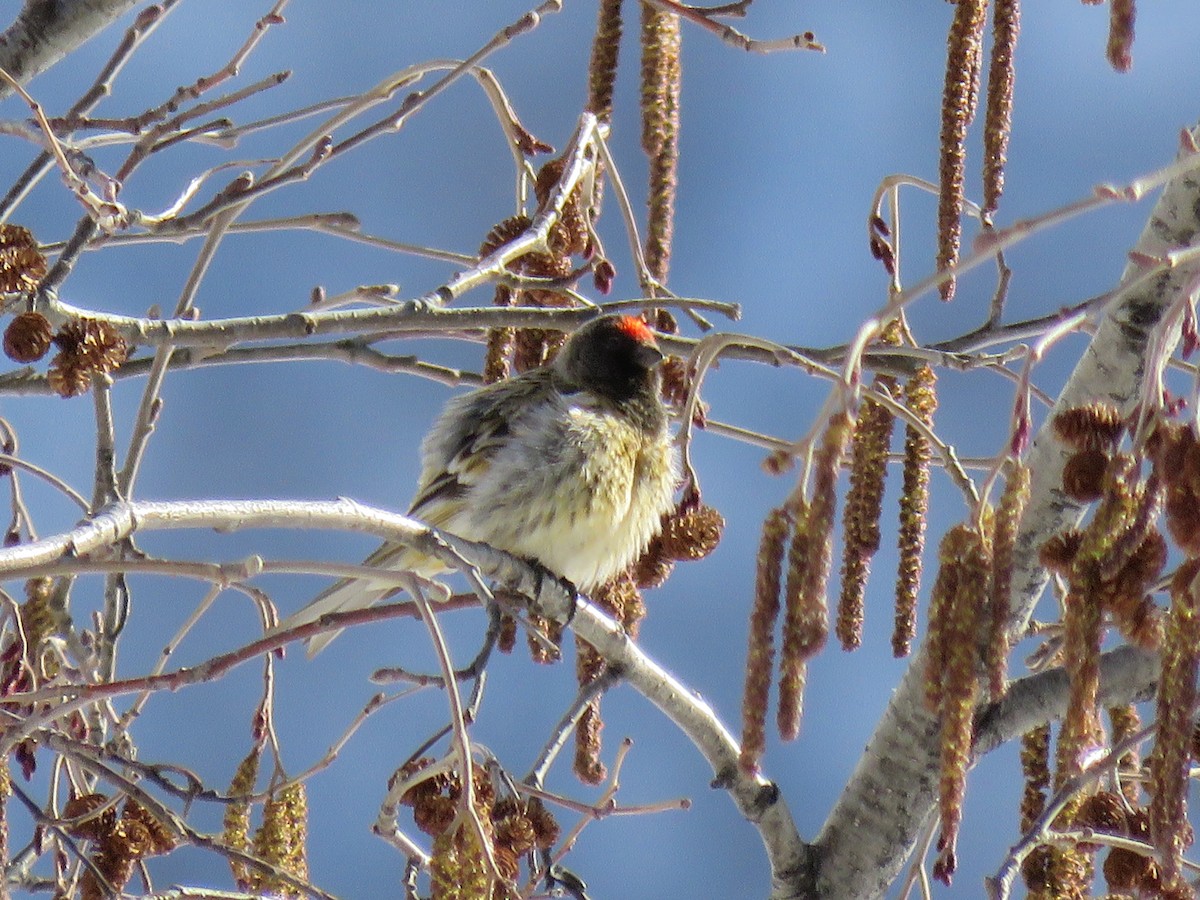 Fire-fronted Serin - ML148436481