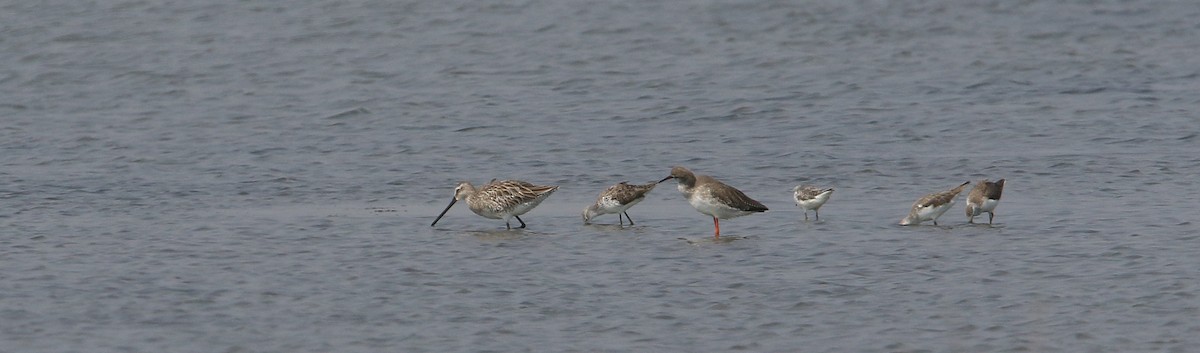 Asian Dowitcher - ML148436711