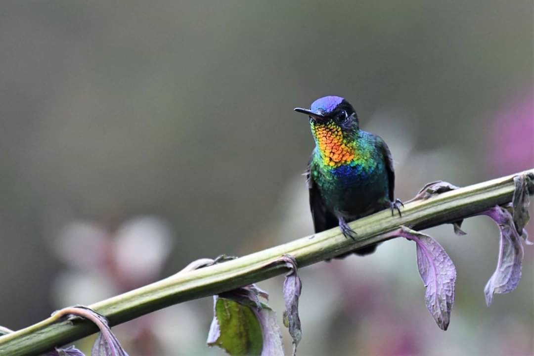 Fiery-throated Hummingbird - Carol Goodall