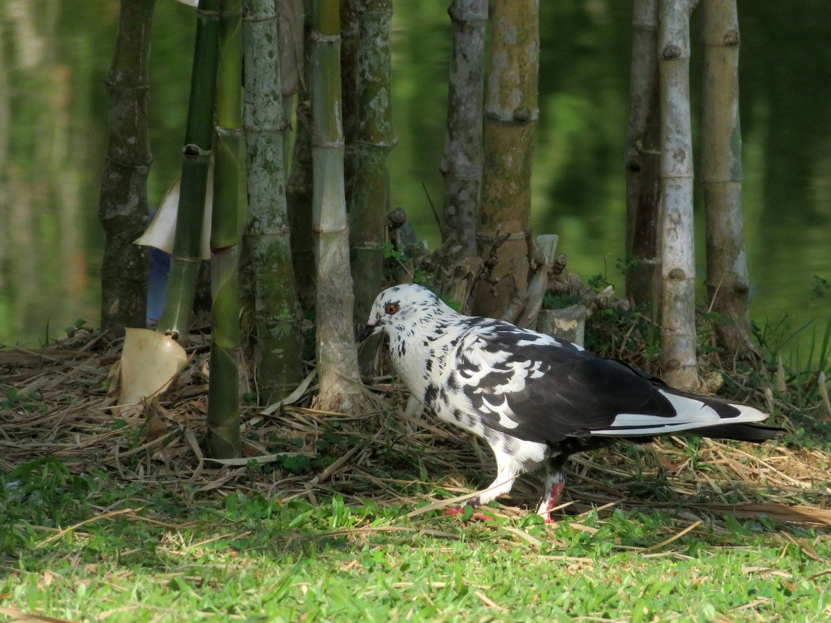 Rock Pigeon (Feral Pigeon) - ML148448901