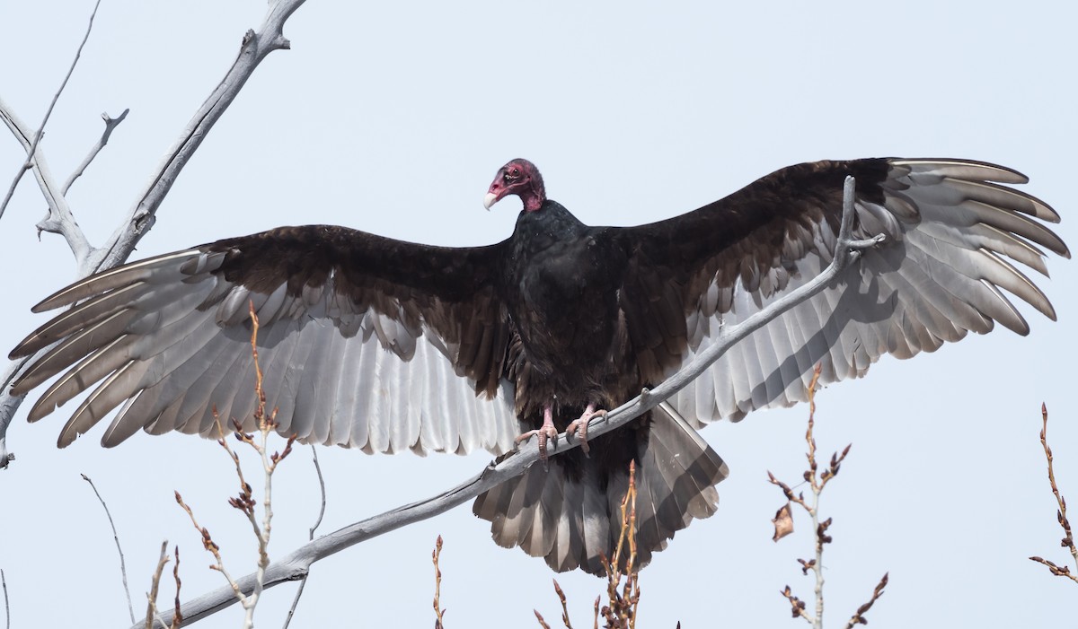 Turkey Vulture - Steve Wickliffe
