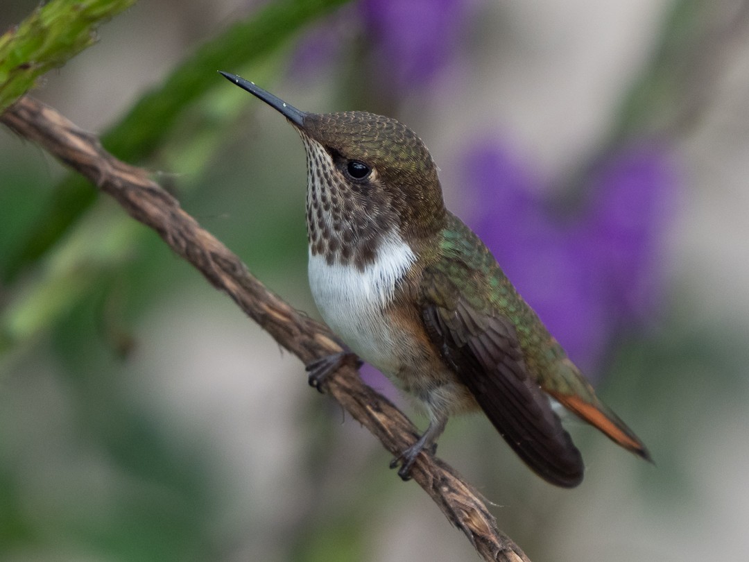 Scintillant Hummingbird - Chris Fischer