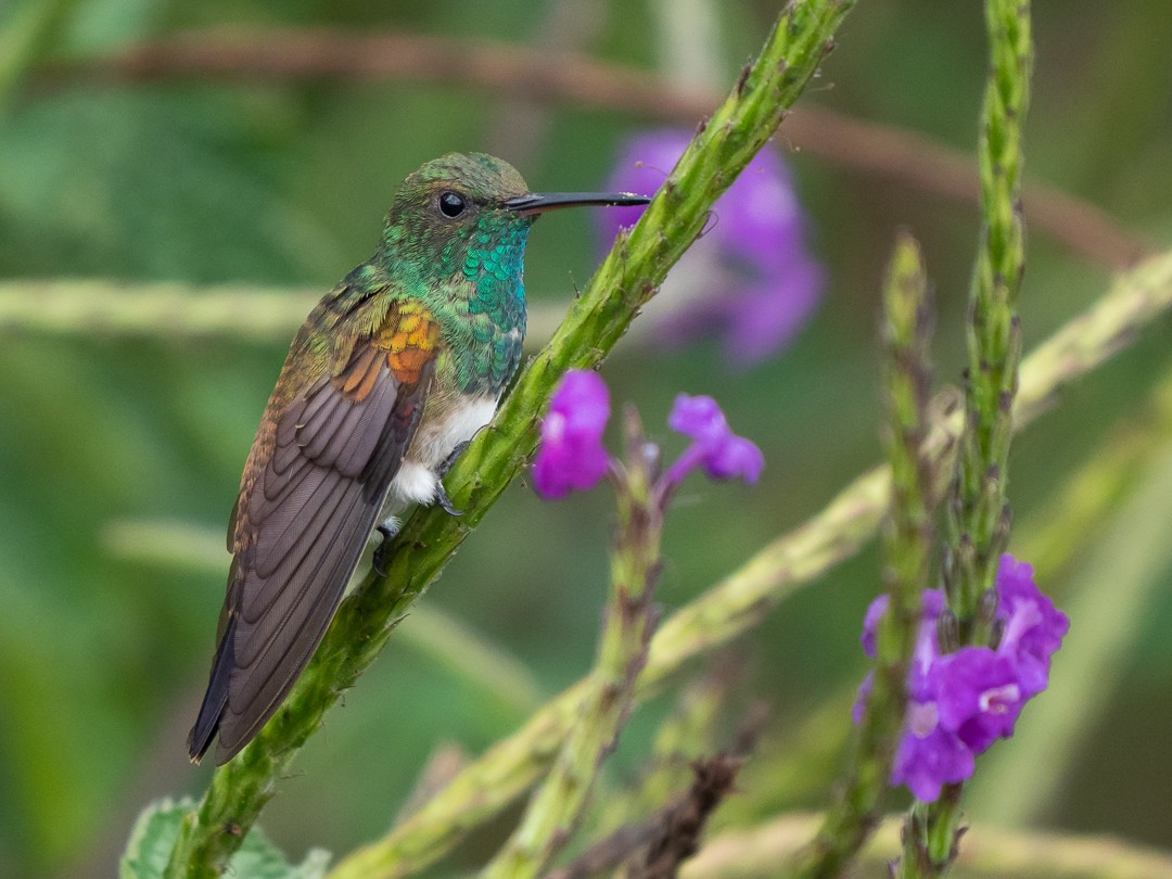 Snowy-bellied Hummingbird - Chris Fischer