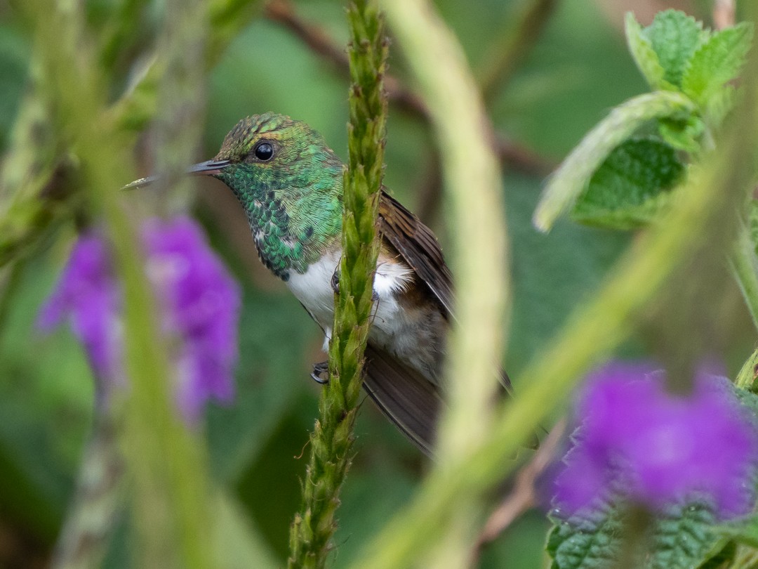 Snowy-bellied Hummingbird - ML148450141