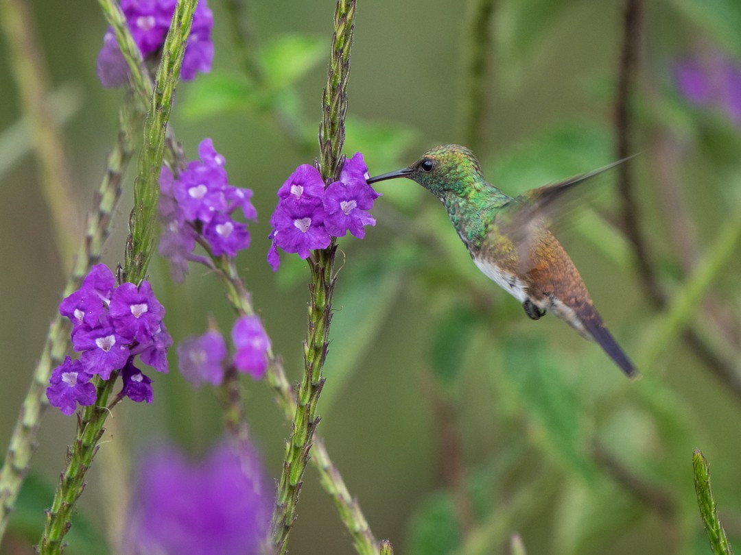 Snowy-bellied Hummingbird - Chris Fischer