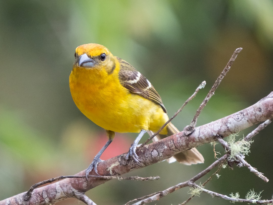 Flame-colored Tanager - ML148451391