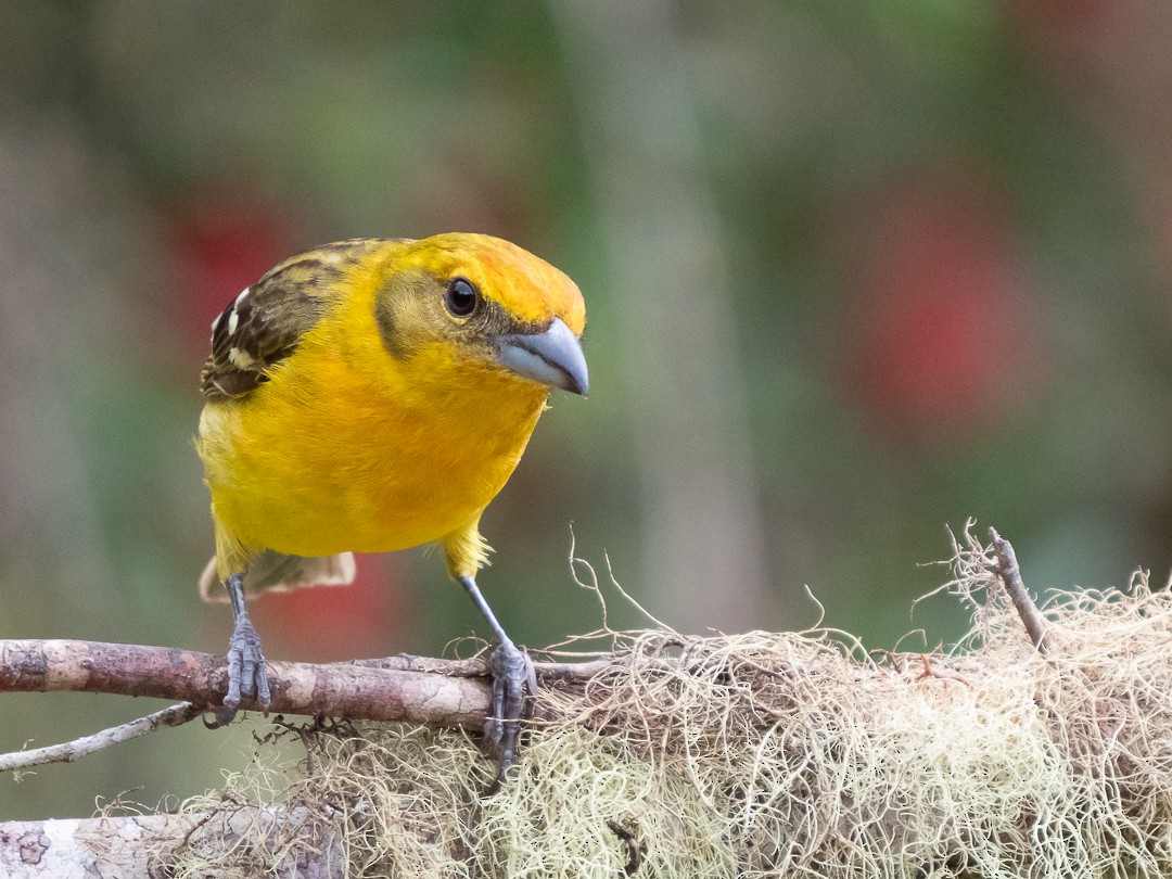Flame-colored Tanager - ML148451411