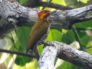  - White-throated Woodpecker
