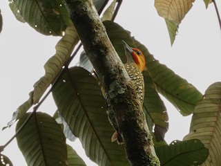  - White-throated Woodpecker