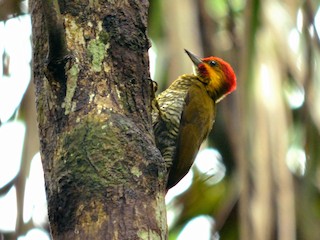  - White-throated Woodpecker