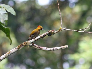  - White-throated Woodpecker