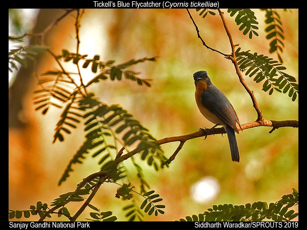 Tickell's Blue Flycatcher - Anand Pendharkar