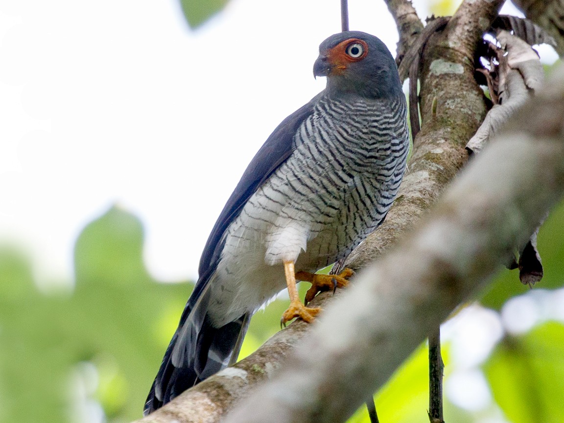 Lined Forest-Falcon - eBird