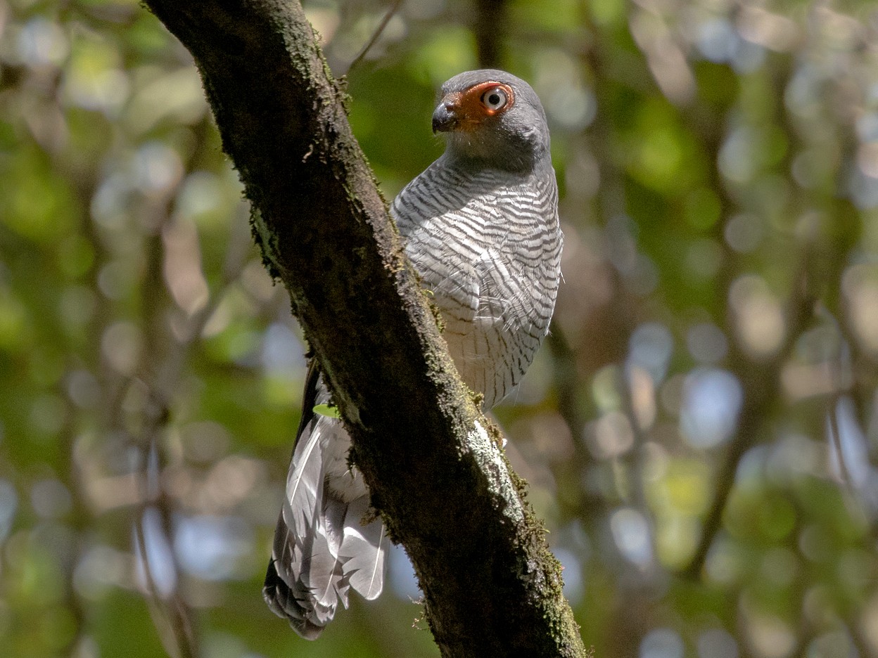 Lined Forest-Falcon - Silvia Faustino Linhares