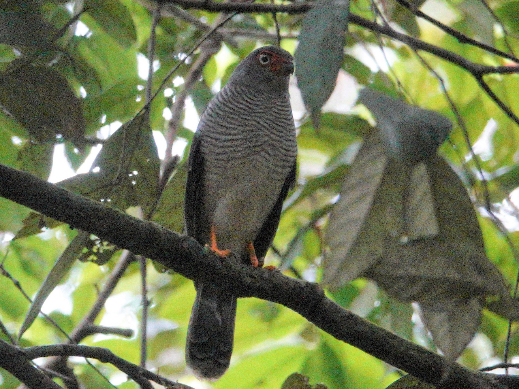 Lined Forest-Falcon - eBird