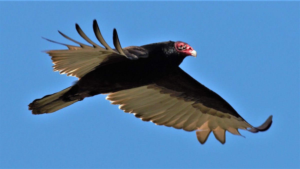 Turkey Vulture - Rick Folkening