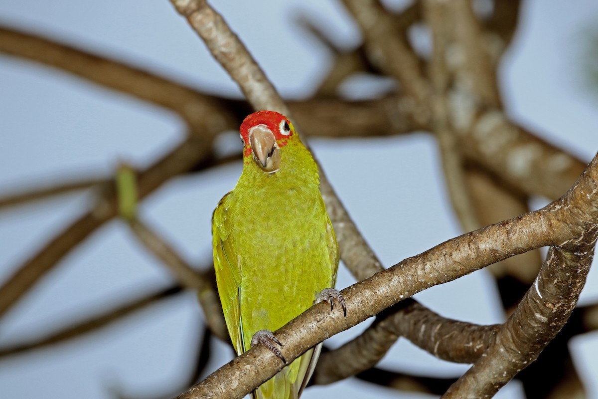 Red-masked Parakeet - Gene Ricks