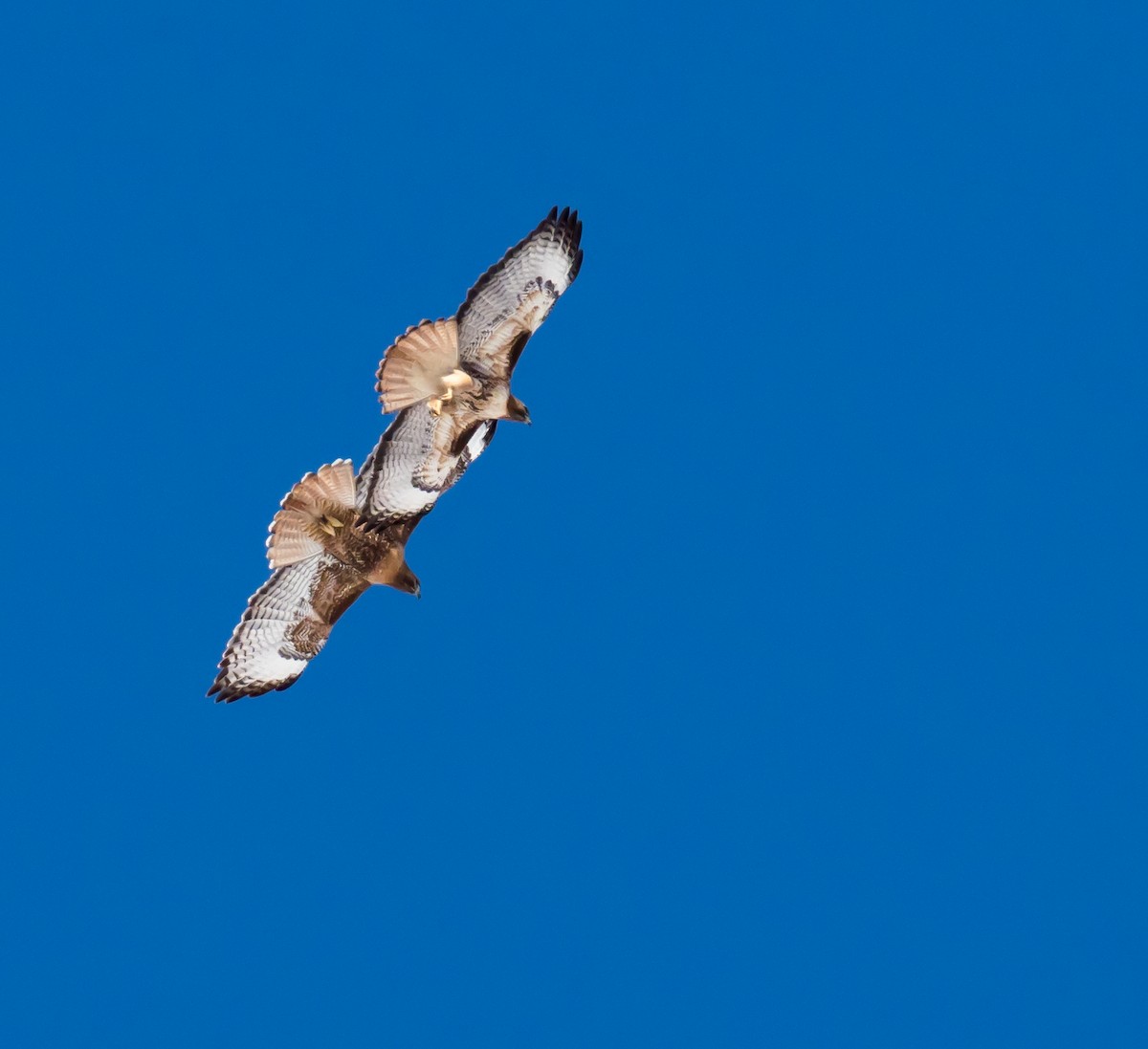 Red-tailed Hawk - ML148453741