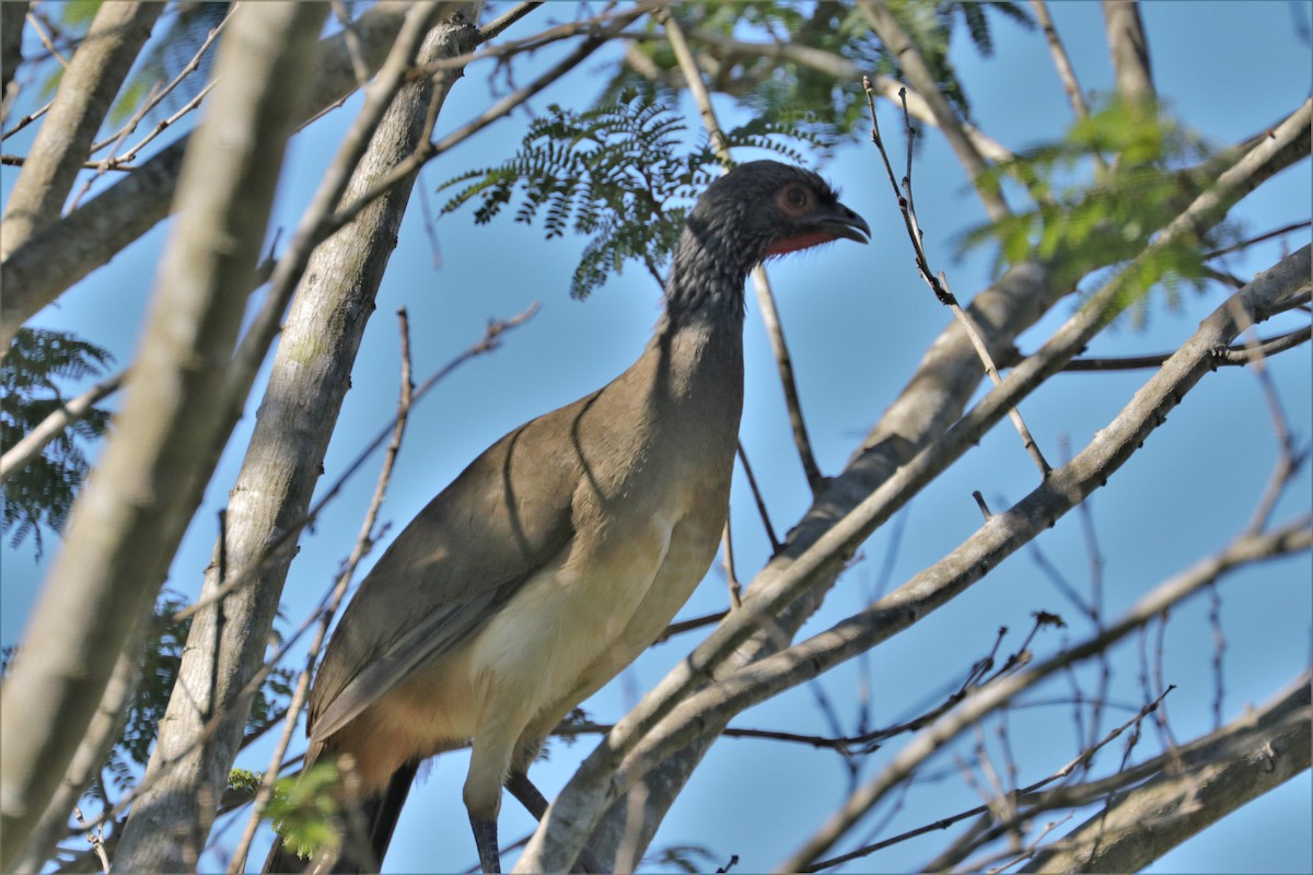 West Mexican Chachalaca - ML148453961