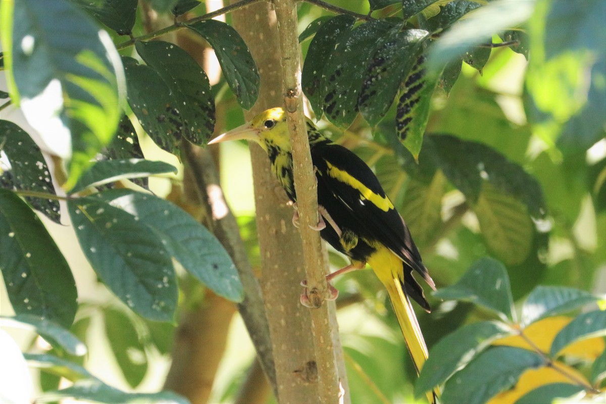 Yellow-winged Cacique - ML148454101