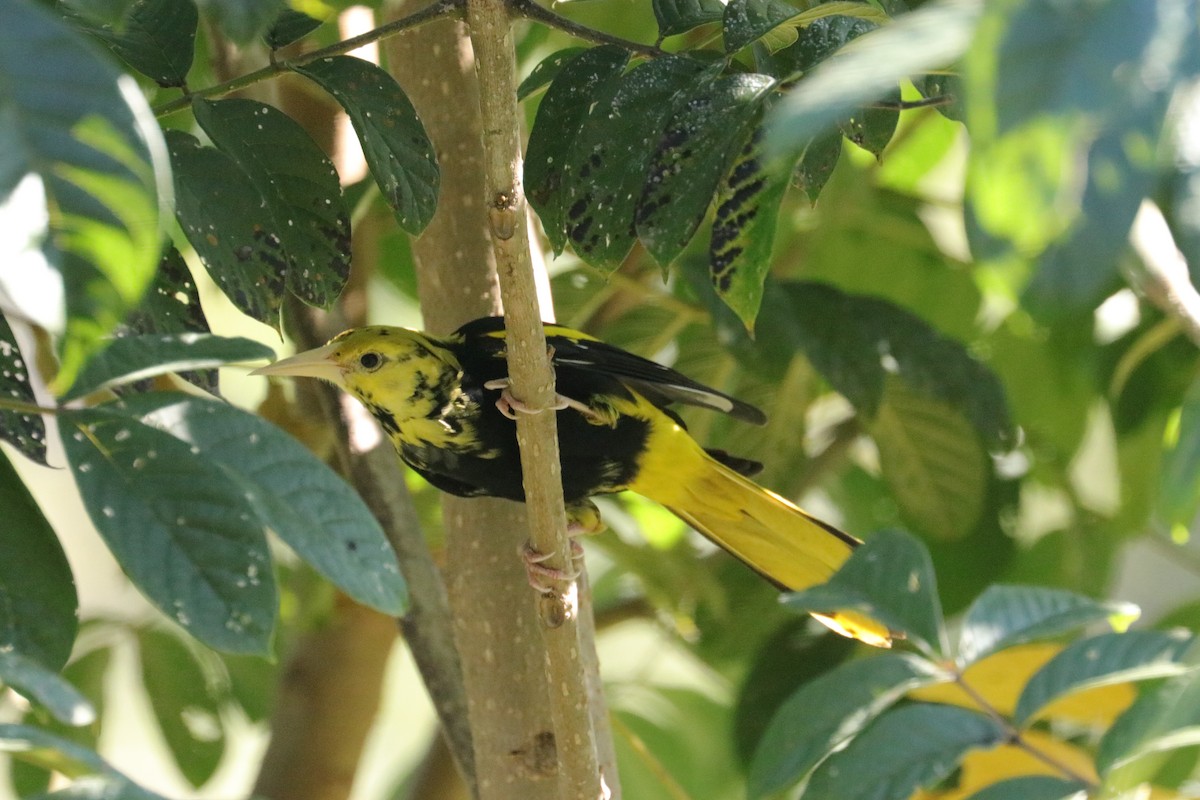 Yellow-winged Cacique - ML148454151