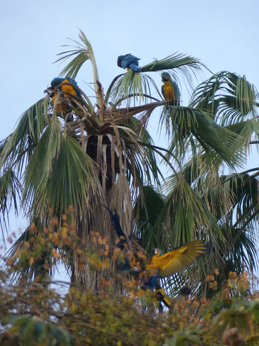 Blue-and-yellow Macaw - Chris Sharpe