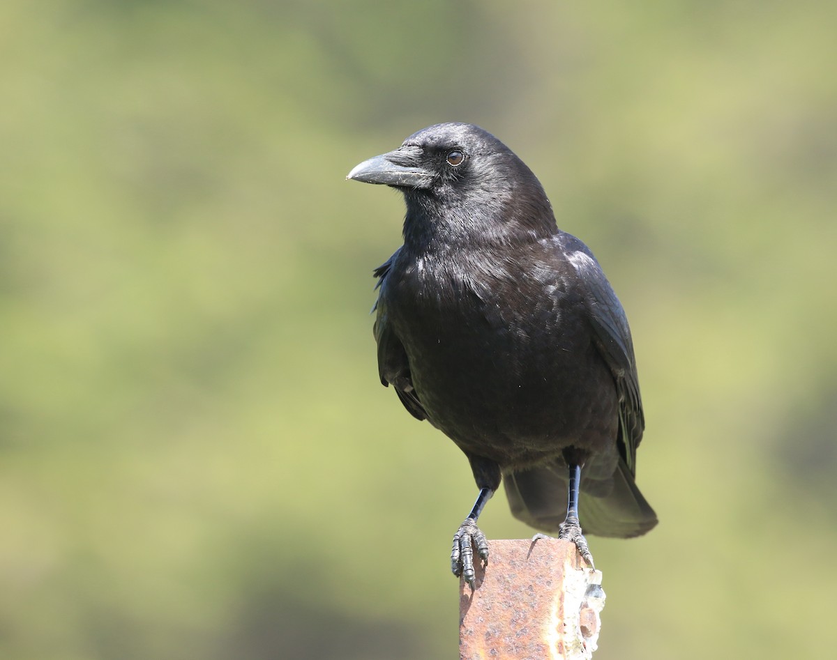 Common Raven - Hendrik Swanepoel