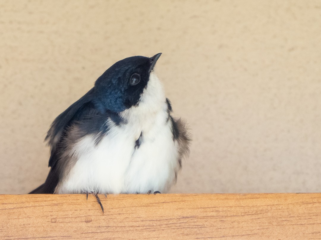 Blue-and-white Swallow - Chris Fischer