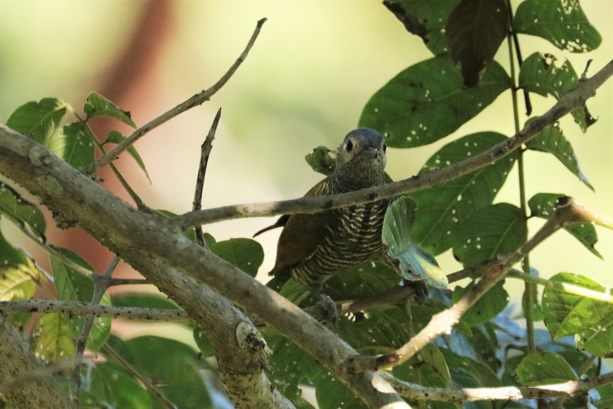 Gray-crowned Woodpecker - ML148455631