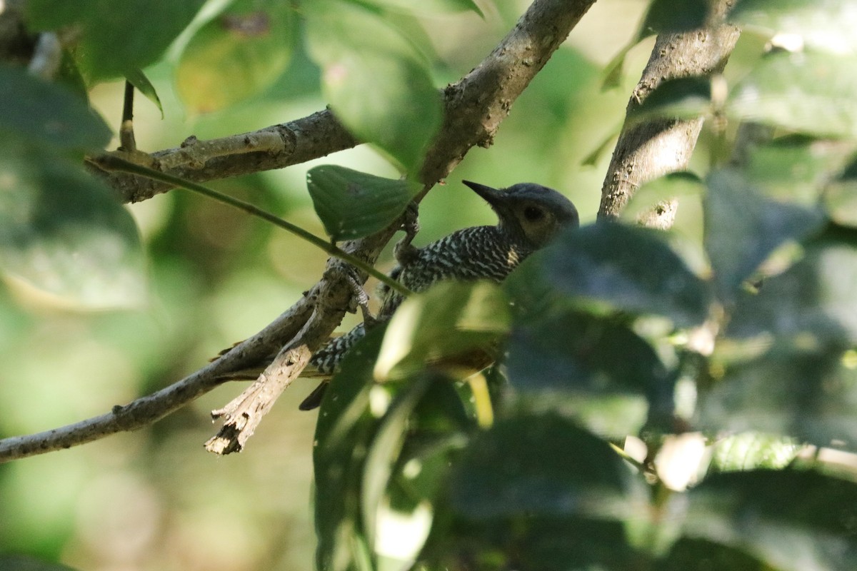 Gray-crowned Woodpecker - ML148455661