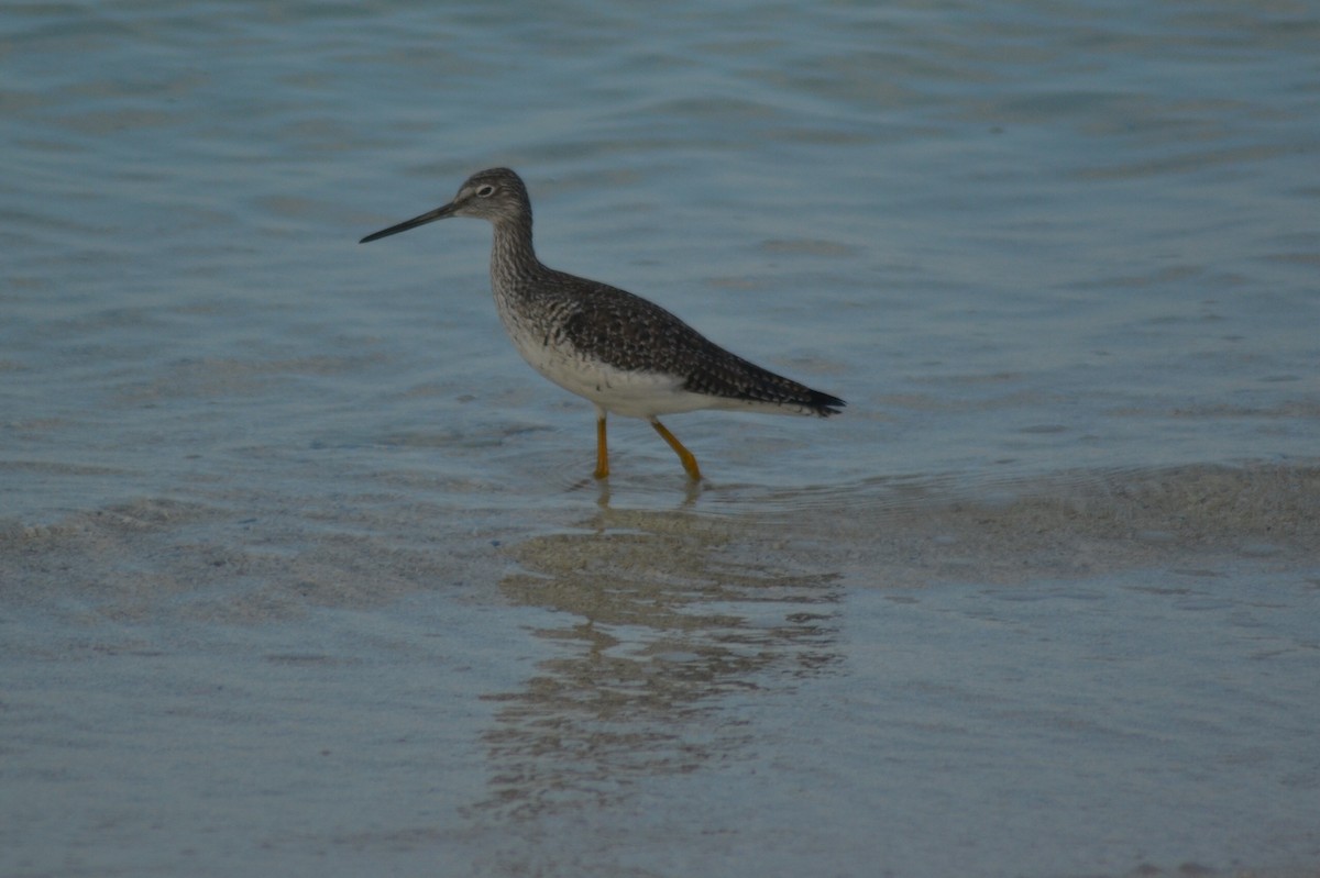 Greater Yellowlegs - Peggy Cook