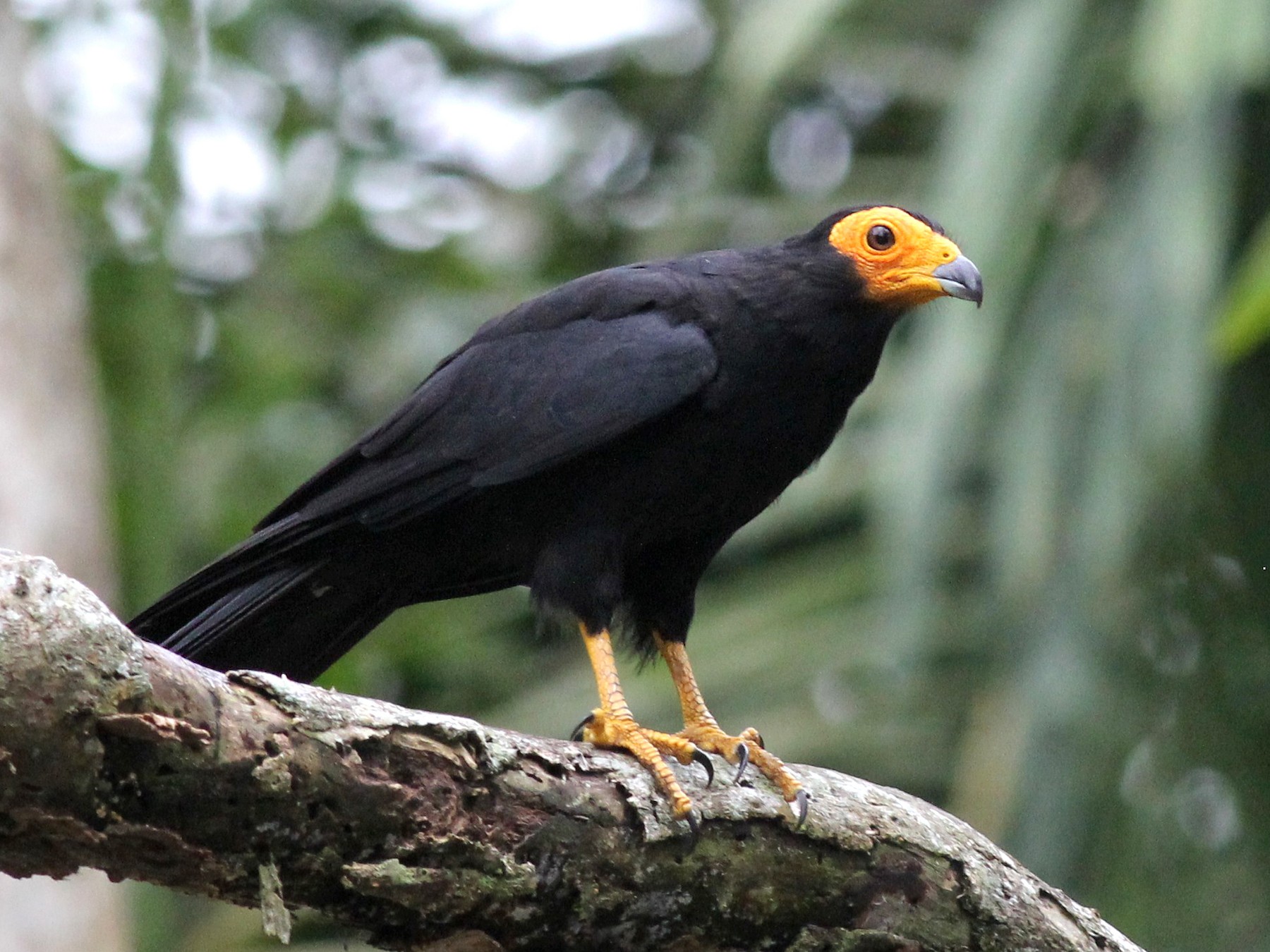 Black Caracara - Margaret Viens