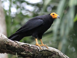  - Black Caracara