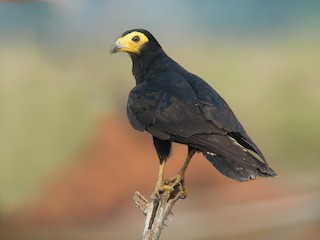  - Black Caracara