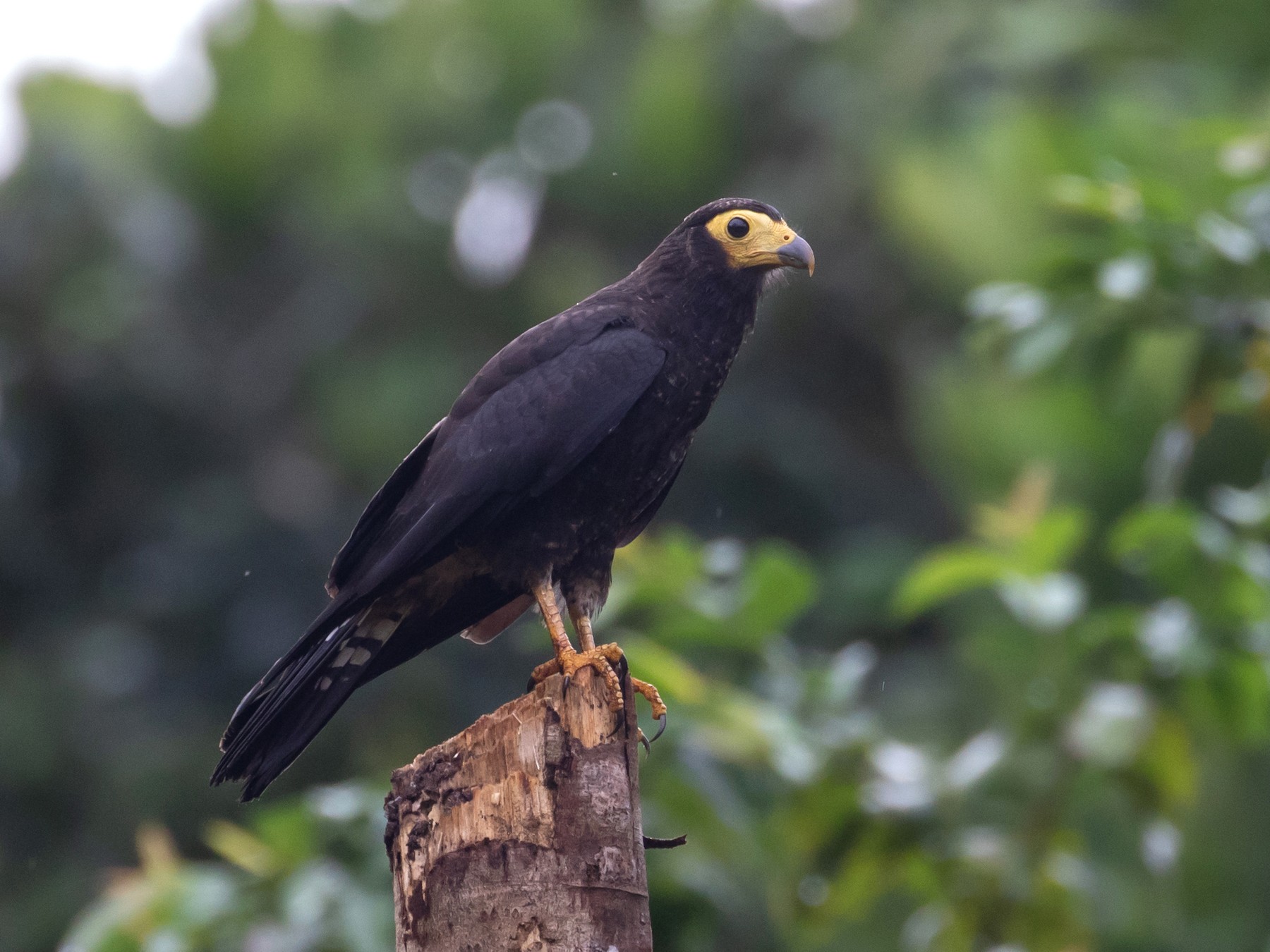Black Caracara - eBird