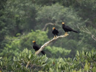  - Black Caracara