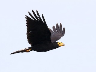  - Black Caracara