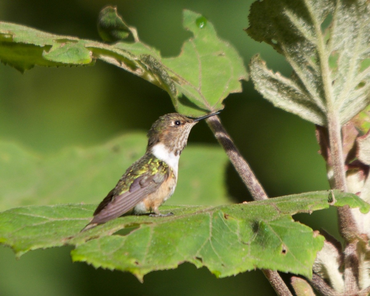 Scintillant Hummingbird - Larry Waddell
