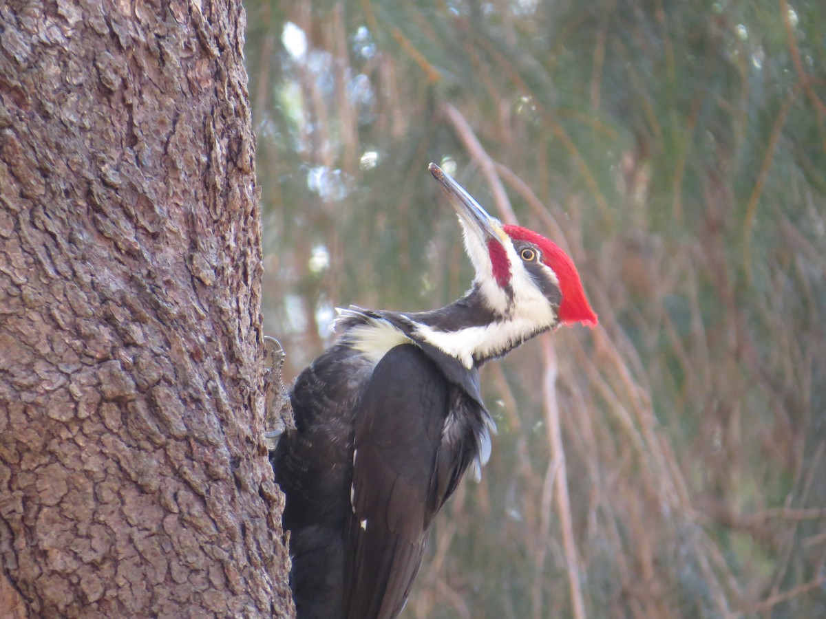 Pileated Woodpecker - David Swain