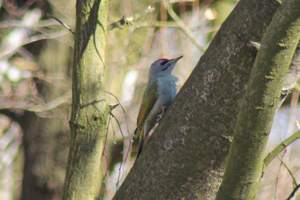Gray-headed Woodpecker - A W