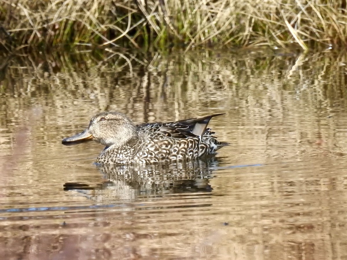 Green-winged Teal - Alison Mews