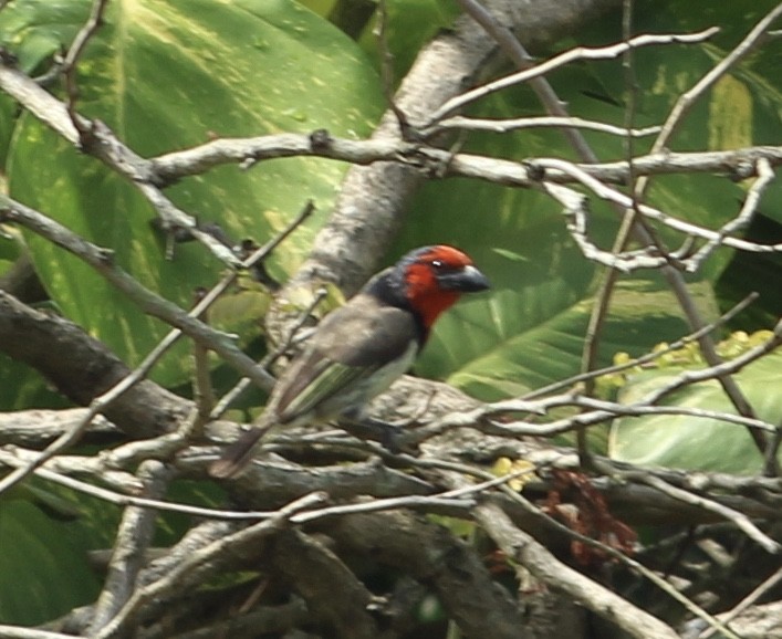 Black-collared Barbet - Anonymous