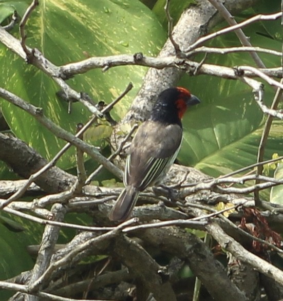 Black-collared Barbet - Anonymous