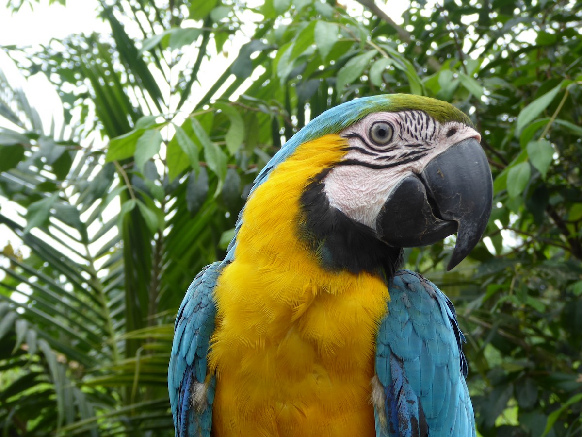Blue-and-yellow Macaw - ML148465121