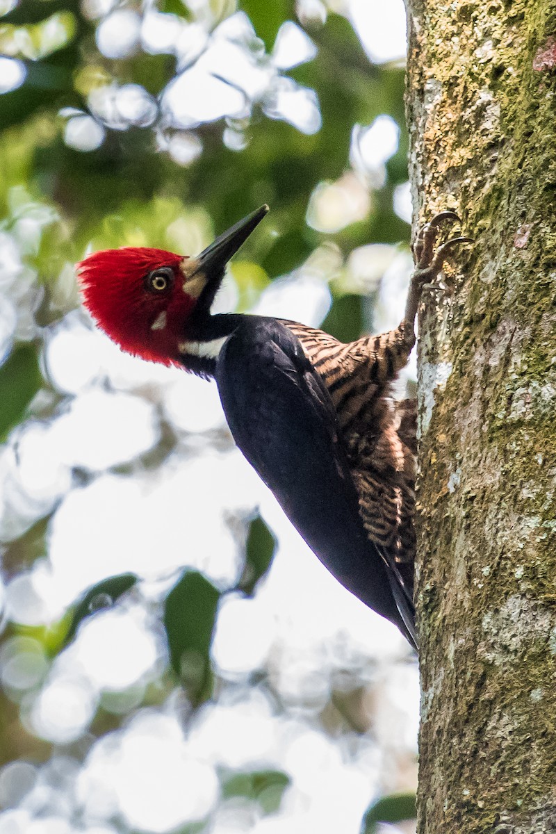 Crimson-crested Woodpecker - David Monroy Rengifo